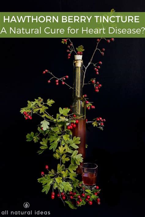 Hawthorn Berry Tincture: A Cure for Heart Disease? | All Natural Ideas