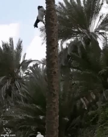 Such Hoofwork: Goat Climbs Down A Palm Tree - Dr Wong - Emporium of Tings. Web Magazine. | Funny ...