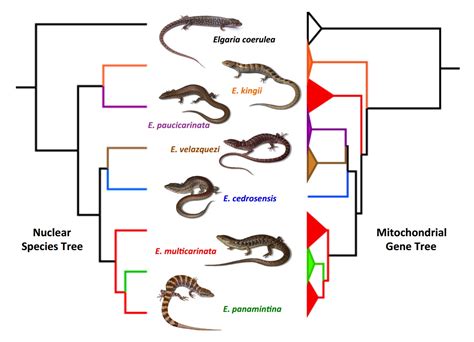 Species New to Science: [Herpetology • 2017] Multilocus Phylogeny of Alligator Lizards (Elgaria ...