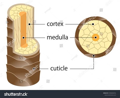 337 imágenes de Medulla hair - Imágenes, fotos y vectores de stock | Shutterstock