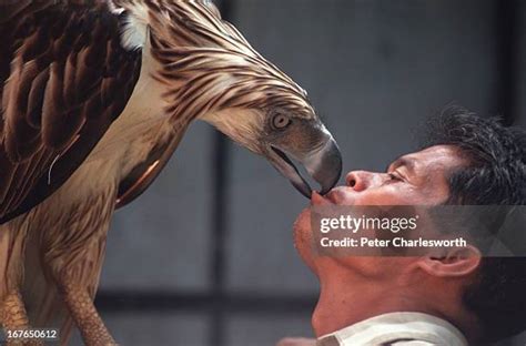 Philippine Eagle Foundation Photos and Premium High Res Pictures - Getty Images