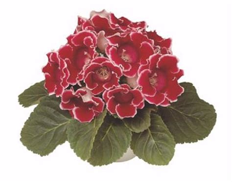 Pelleted Gloxinia Seeds Gloxinia Avanti Red White Edges 25 Pelleted ...