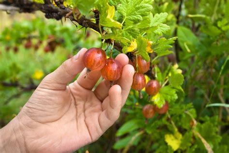 Gooseberry Harvest Time - Learn About Picking Gooseberries In The Garden