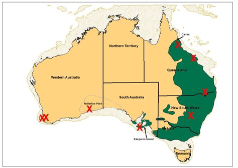 Koalas hang by a thread as forests shrink | Mirage News