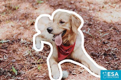 Are Golden Retrievers the Perfect Emotional Support Dog? - ESA Doctors