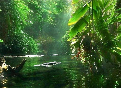 Rainforest in French Guiana | Beautiful nature, Nature wallpaper, Nature pictures