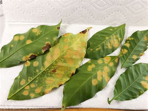 Coffee Leaf Rust Has Been Discovered in HawaiiDaily Coffee News by ...