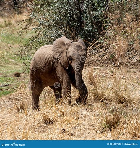 African Elephant Calf stock photo. Image of hair, outdoors - 136027418