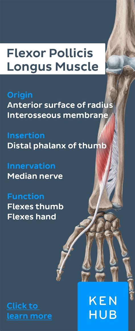 an image of a poster with the words flexor policis muscle on it