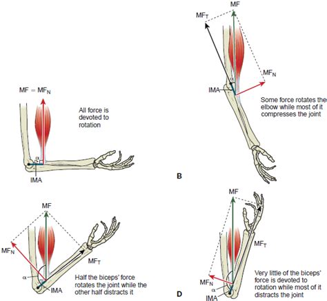 Biomechanics of the Biceps Brachii Moment Arm- 100% of muscle force rotates joint when insertion ...