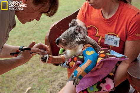 Koala Rescue – Pawcurious: With Veterinarian and Author Dr. V