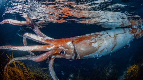 Giant squid: Diver captures stunning photos of rare 8-foot sea creature ...