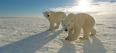 Explore Grant Makes Live Web Streaming of Annual Polar Bear Migration Possible | Annenberg ...