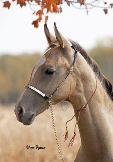 The Akhal-Teke Horse Breed | Equitrekking