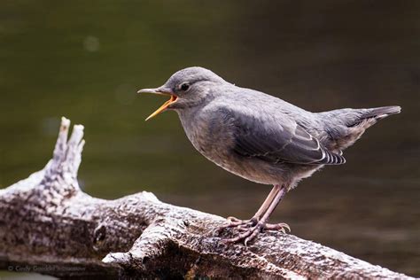 American Dipper Song | Cindy Goeddel Photography, LLC