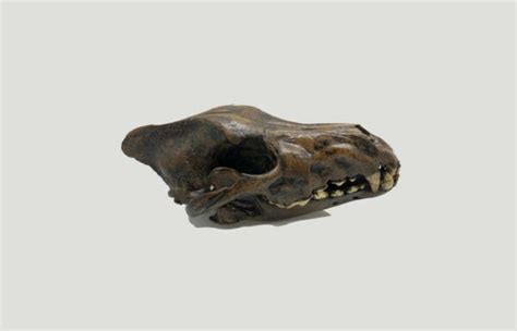 Dire Wolf Skull Replica - SkeletonsAndSkullsSuperstore