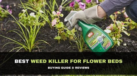 7 Best Weed Killer for Flower Beds 2021 - Buying Guide