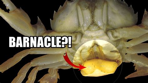 Parasitic Barnacle Facts: the BARNACLE You've NEVER HEARD OF 🤮 - YouTube