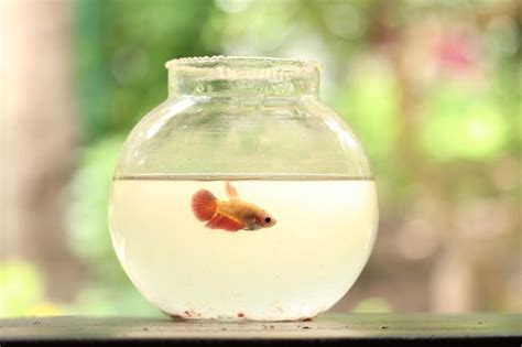 How To Clean A Goldfish Bowl? - Ur Pet Lover