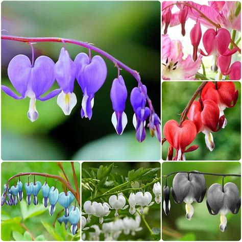 Lamprocapnos Spectabilis Seeds Shade Flower Seeds