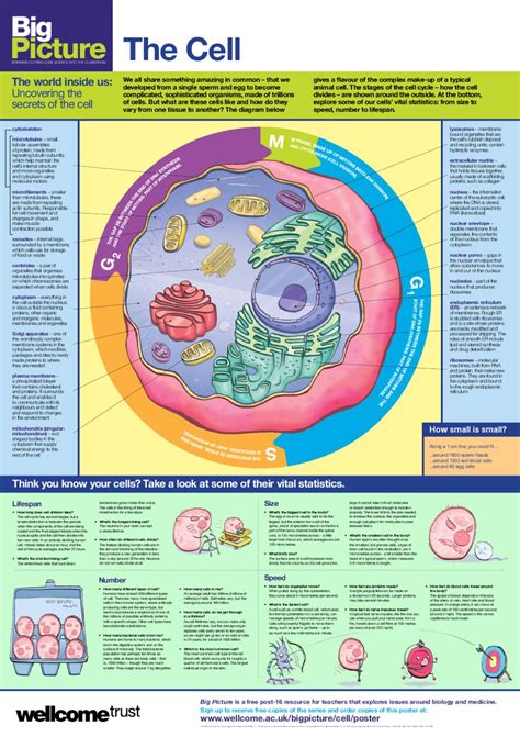 Big Picture on the Cell poster by Wellcome Trust - Issuu