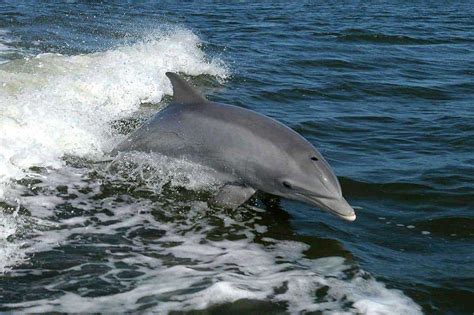 Dolphin Watching In Kalpitiya – Wise Travel Genie