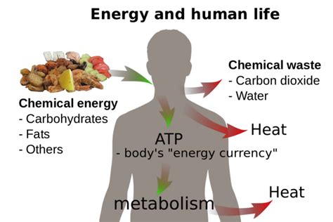 The Laws of Thermodynamics in Biological Systems