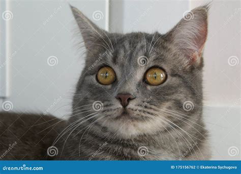 Gray Tabby Cat with Amber Eyes Stock Photo - Image of eyes, body: 175156762