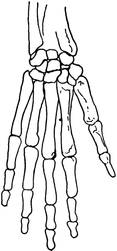 Skeletal Hand | ClipArt ETC