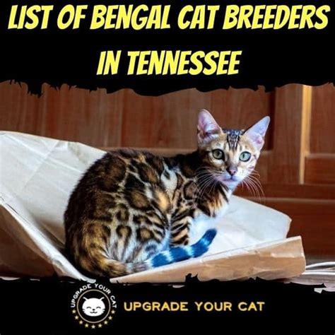 Bengal Cat Breeders in Tennessee | Kittens & Cats for Sale