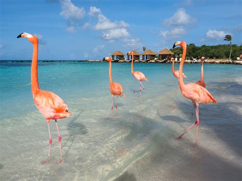 Hopetaft: Flamingo Beach Resort Official Website