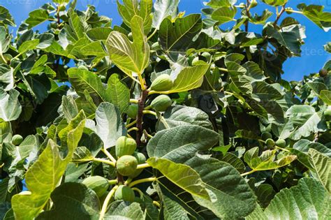 Fig tree with fruits 3077712 Stock Photo at Vecteezy