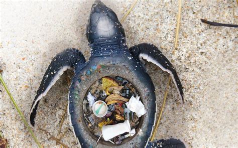 an image of a turtle that has trash in it's shell on the beach