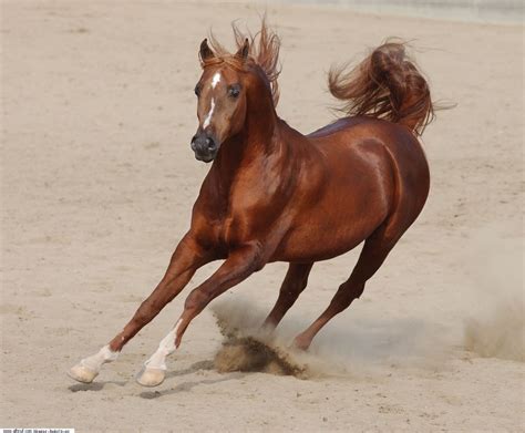 Brown Horse Riding Quality | Okay Wallpaper