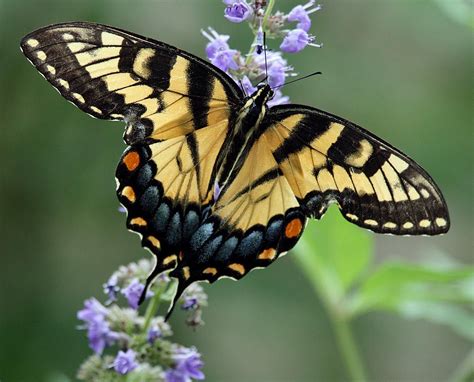 Yellow Swallowtail Butterfly - a common butterfly around here and a longtime favorite of mine ...