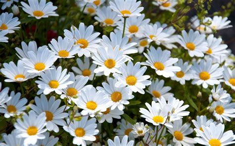 Beautiful Daisy Wallpaper High Quality