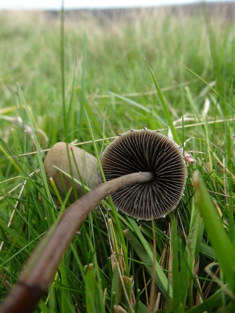 Shroomery - Psilocybe semilanceata