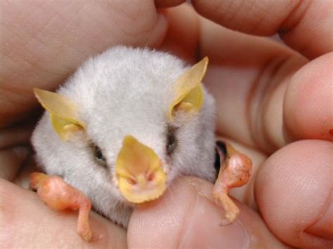 Honduran White Bat Facts, Habitat, Diet, Adaptations, Video