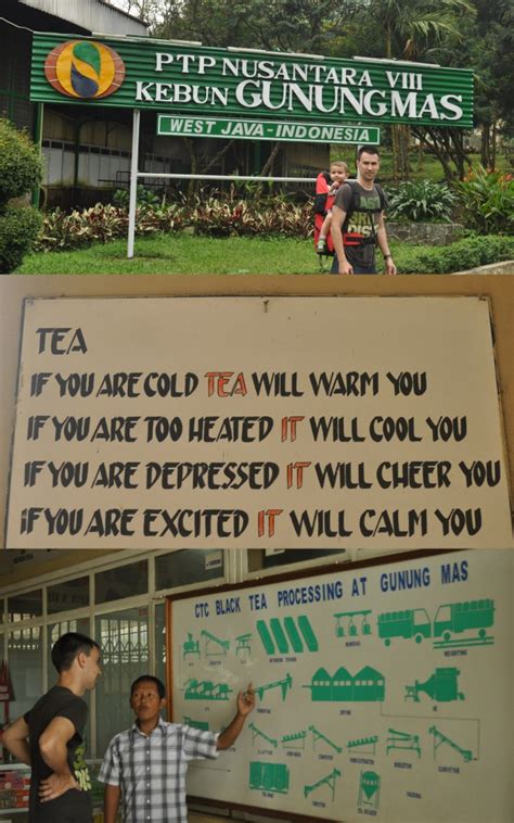 Gunung Mas Tea Plantation and Factory | Stumble Abroad