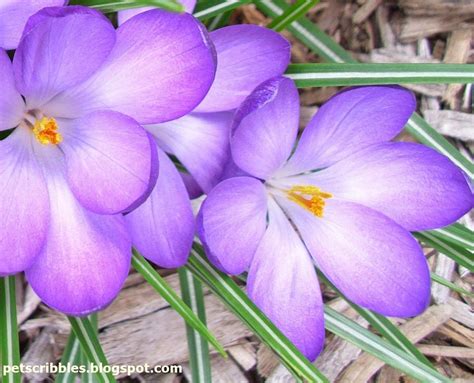 Purple Narcissus Flower | Spring Flowers Close Up: Purple Crocuses, Narcissus, and Star Magnolia ...