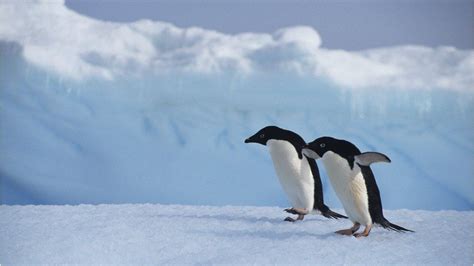 Bird flu poses threat to penguins - scientists - BBC News