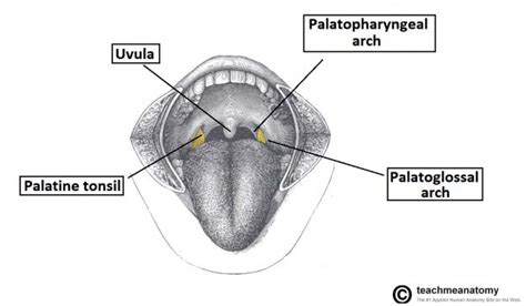 The Tonsils (Waldeyer's Ring) - Lingual - Pharyngeal - Palatine - Tubal ...