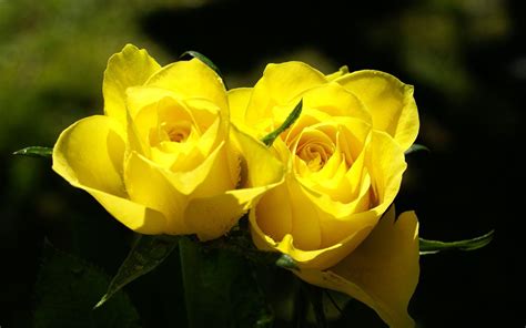 Rose Flower Images For Wallpaper - Green Rose Wallpapers, Pictures, Images / Feel free to ...