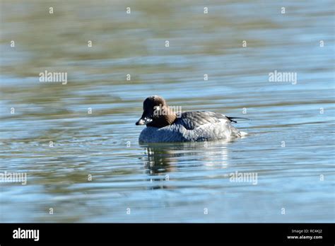 Common Goldeneye Duck Stock Photo - Alamy