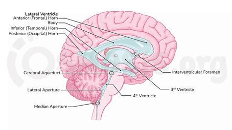 Cerebral Aqueduct Diagram