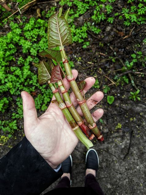 You Should Be Eating Japanese Knot Weed | Ontario Culinary