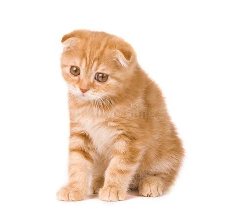 Sad kitten stock photo. Image of feline, isolated, interested - 5347910