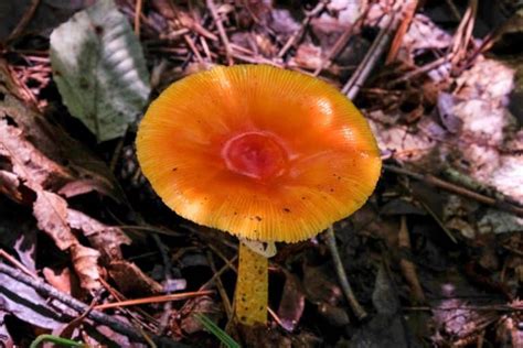 Orange Mushroom Identification: 11 Common Varieties