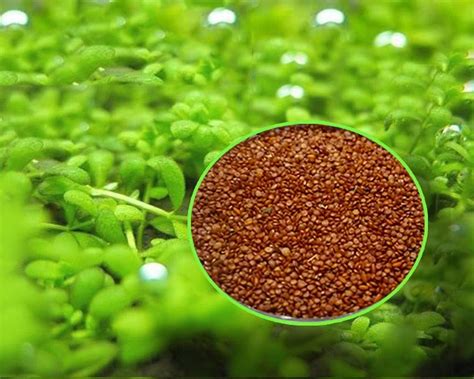 Jardín Flores Bacopa Monnieri Seeds 10g Organic Fish Tank Decorations Hydroponic Growing Plant ...