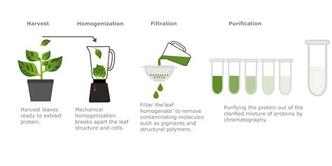 Making Recombinant Antibodies in Plants - Leaf Expression Systems